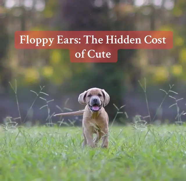 #canecorso #dogsoftiktok #ethicalbreeding  Dr. Richard Wrangham, Harvard biological anthropologist, has explored how selecting for reduced aggression leads to neural crest deficits—resulting in traits like: • Floppy ears • Smaller teeth and jaws • Reduced fear and reactivity Wrangham’s work builds on the famous Russian fox experiments, showing how breeding for tameness reshapes both body and brain. “Selection against aggression leads to a cascade of changes—physical, neurological, and behavioral.” —Richard Wrangham, Harvard University Wilkins, Wrangham & Fitch (2014): Proposed that domestication syndrome arises from mild deficits in neural crest cells, which affect ear cartilage, adrenal glands, pigmentation, and craniofacial structure. → This theory explains why floppy ears often co-occur with behavioral tameness and stress reactivity. • Russian Fox Experiment: A landmark study showing that selecting foxes for tameness led to floppy ears, curly tails, and increased sociability—classic markers of domestication syndrome. Nature Communications (2019)	Analyzed 76,158 dogs across 78 breeds. Found that behavioral traits like sociability, playfulness, fearfulness, and aggression are correlated in ancient breeds but decoupled in modern ones—supporting the domestication syndrome hypothesis. ScienceDaily Summary (2019)	Explains the above study in accessible language, highlighting how domestication alters behavior and morphology—including floppy ears, reduced brain size, and hormonal shifts.	ScienceDaily article B	