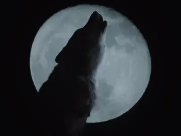 forever the weird wolf girl <3 #wolfblood #wolfbloodedit #wolfbloodseries #aesthetic #fyp 