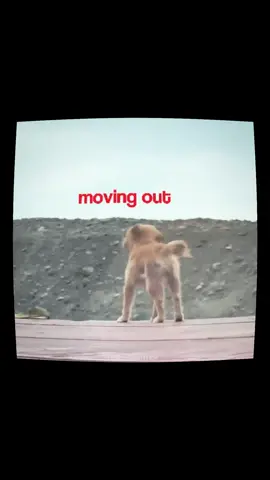 #billyjoel #dogs #caninearmor 