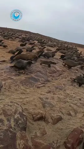 Seal Rescued Just In Time! #ocn #oceanconservation #sealrescues #plasticpollution #raisingawareness