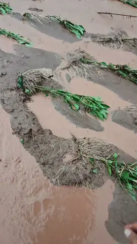 Báo nợ 😌 #LearnOnTikTok #xuhuong #farmlife #farm #farmer 