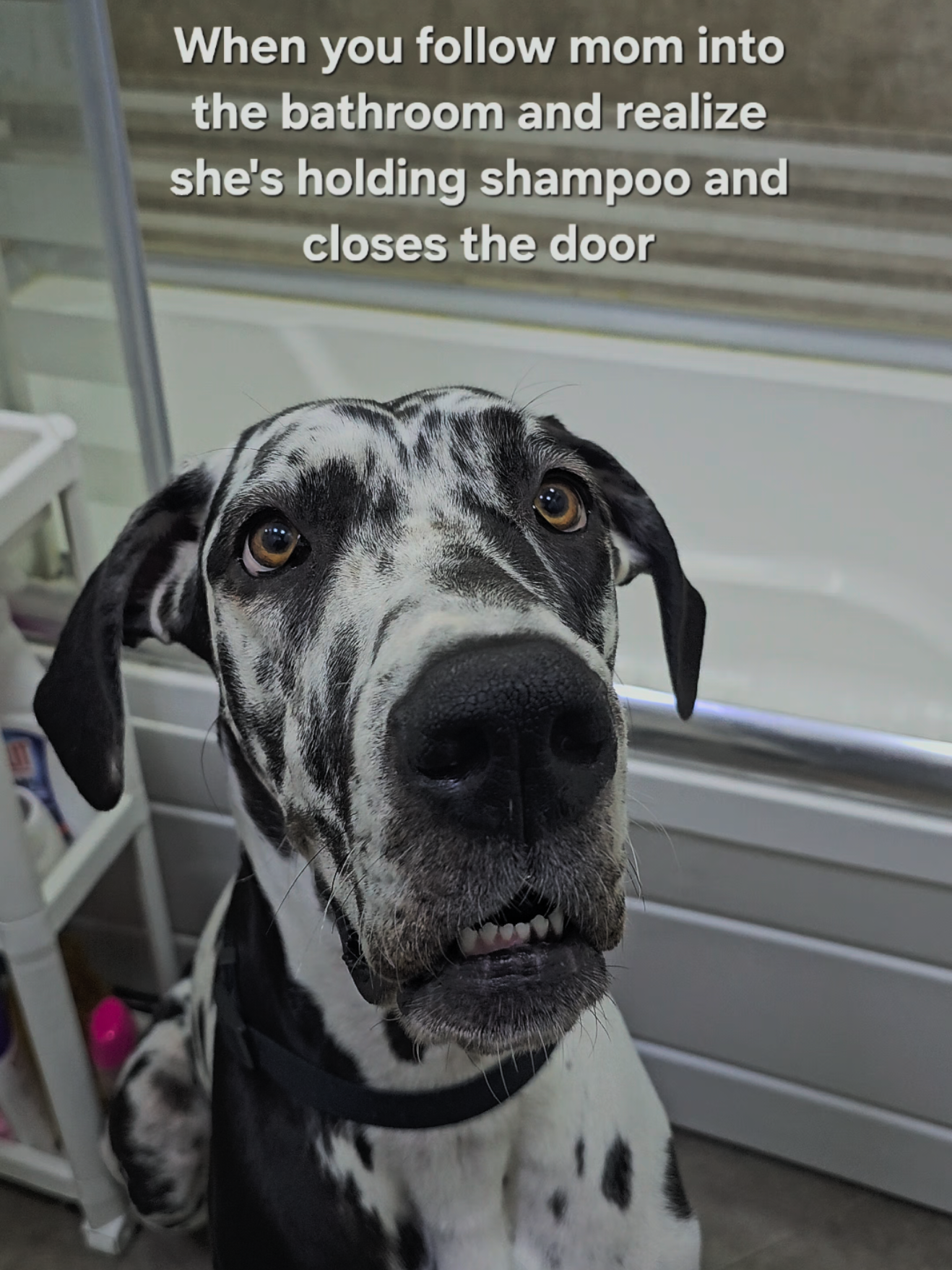 This was NOT part of the plan 😕 #greatdane #greatdanesoftiktok #dogsoftiktok #dogmom #doglife 