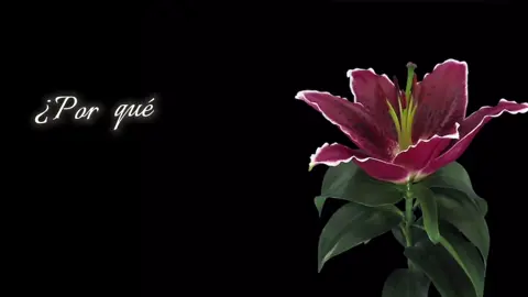 🪷 #lejosdeti #themarias #fyp #flowers #lyrics 