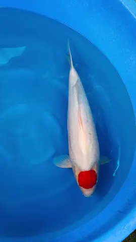 Tuyệt đỉnh dainichi 56cm fm #koi #koidep #koijapan #xuhuongtiktok #đammê 