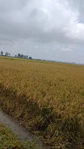 máy này có gắn lò sấy nha ae