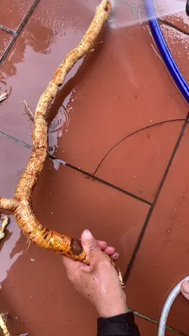 #xuhuong #thinhhanh #tiktok #thaoduocdantoc 