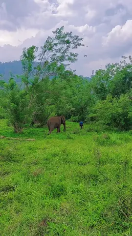 #gajah #lindungigajah #gajahmega #fyp 