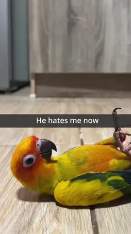 Part 74 | Bugatti #parrotsoftiktok #fy #bird #Usa #fyp 
