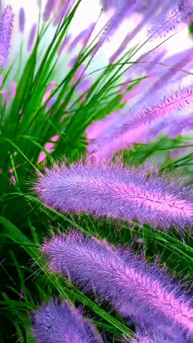 Beautiful View 😍  #beauty #flowers #grass 