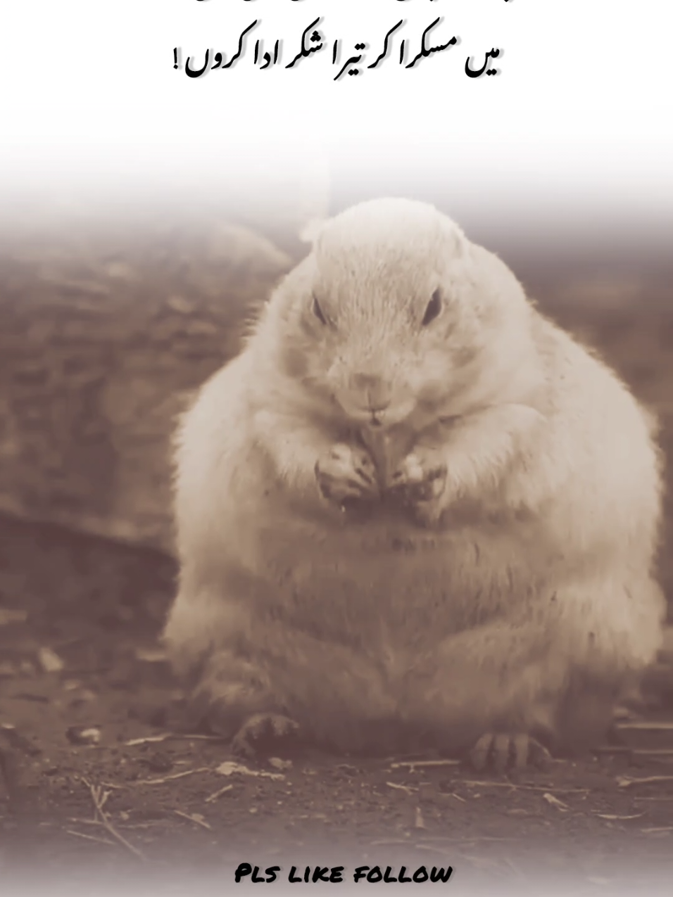 Repost request 🥺💯.... #fyp #fypviralシ #foryoupage #urdupoetry #onemillionaudition 