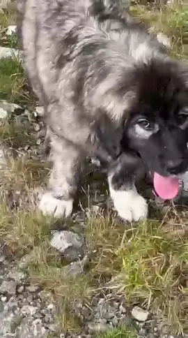 kalite asla tesadüf değildir #kafkas 