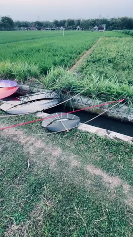 nyeni juu🤩 #fyp #musimlayangan2025 #pegonceper #pegonludoyo #gapangan 