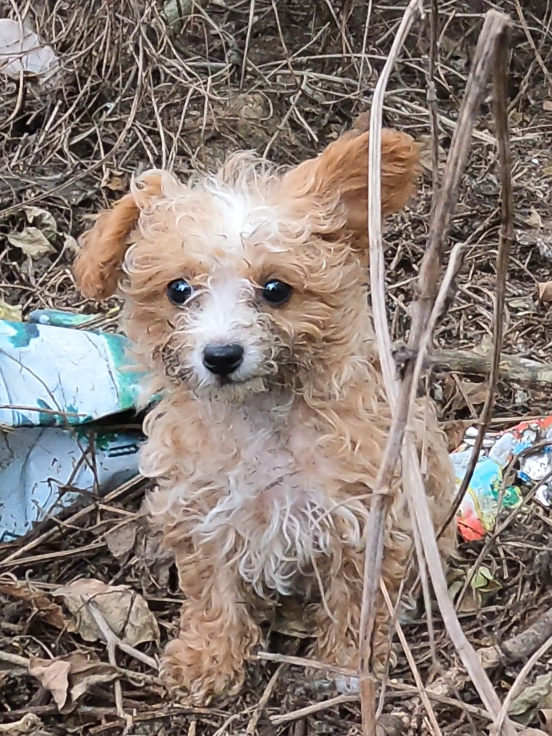 I was exercising when I saw a puppy wandering by the side of the road. It looked like it had been wandering for a long time, it was covered in mud, and it was very wary of me. Seeing that I was patient and didn't hurt it, it accepted me and I took it home to care for it.