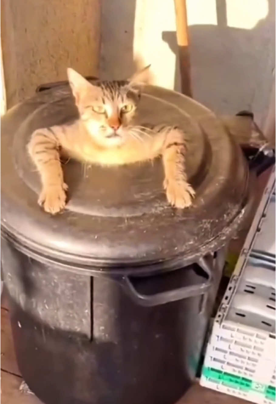 I’m trying to sleep here… 😡#cat #catsoftiktok #fyp #catlover #funny #pet #foryoupage 