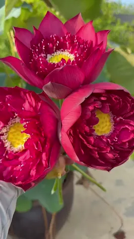 Cắt ít thơm ngọt về pha trà 