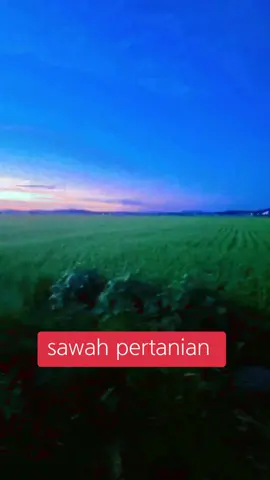 sawah