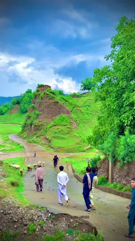 .           .                                                   .                         .             Hapla watan.                          .                   #foryoupage #unfrezzmyaccount #beauty #tirahvalley #🌲🌲🌲 