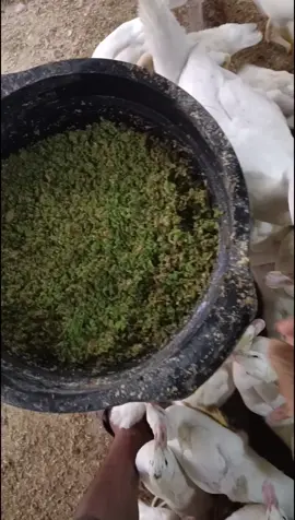 menu makan hari ini azola 70%dan 30%bekatul yang sudah di fermentasi, dngn adanya fermentasi bekatul dpt meningkatkan protein dan karbohidrat pada bekatul, semoga makin gemuk meskipun tidak menggunakan pakan mahal, yang penting tau cara merawatnya dengan baik.  #fyp #entokjumbo #entok #bismillahfyp #peternakmuda 