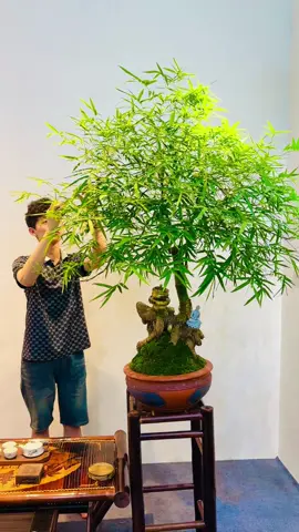 Em lên gl mn tác phẩm luỹ tre làng ❤️ #trebonsai88 #trebonsaiviet #trebonsai 