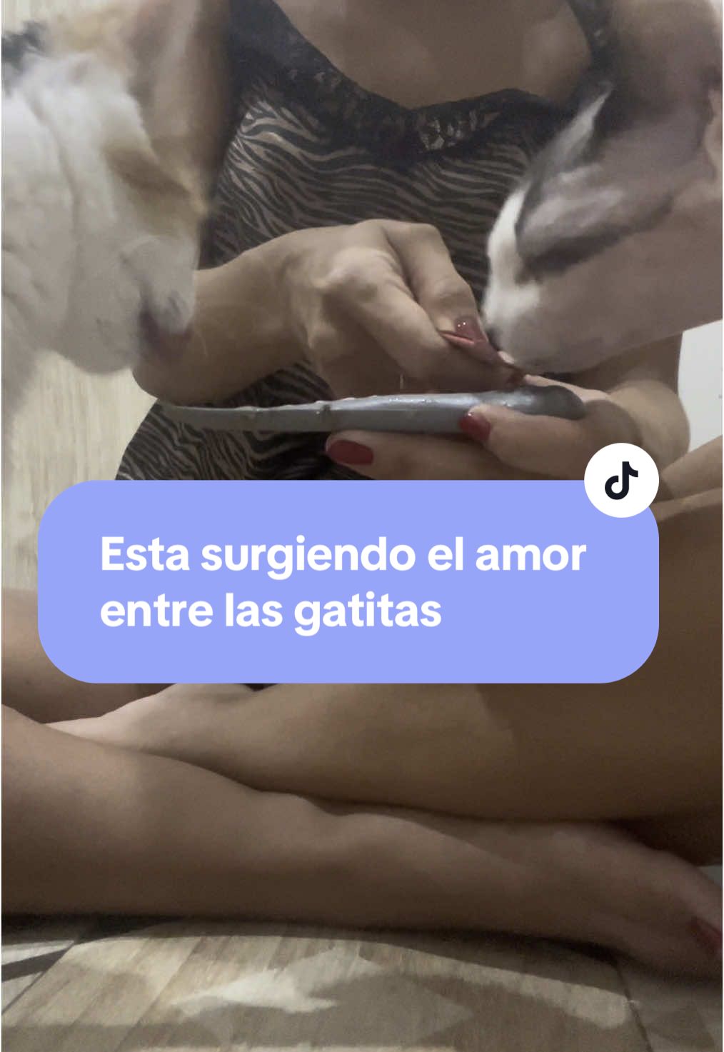 Grandes avances en este video 😍 por otro lado me habéis preguntado muchísimas que libro me estoy leyendo os lo dejo en el vídeo es de @Alexia - Encantadora de Gatos os lo recomiendo infinito! También os resuelvo la duda de que estaban comiendo ayer! Creo que no me dejó nada 💖 disfrutar de estas hermanas como yo lo he hecho este vídeo es amor #gato #gatostiktok #gatitos #gatito #gatos #amor 