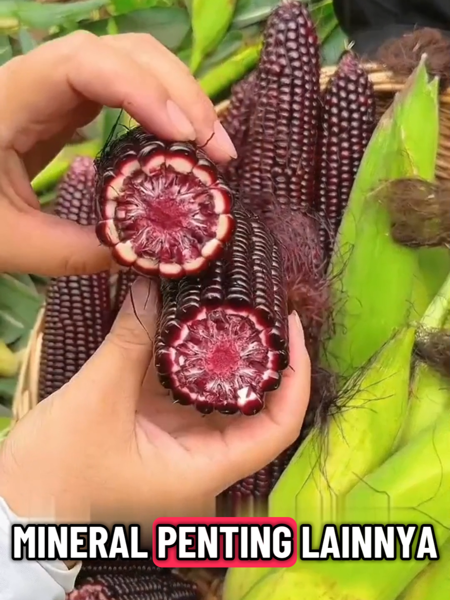 benih jagung ketan hitam asli, benih jagung ketan #benihjagungketan #jagungketanhitam #jagungpulut 
