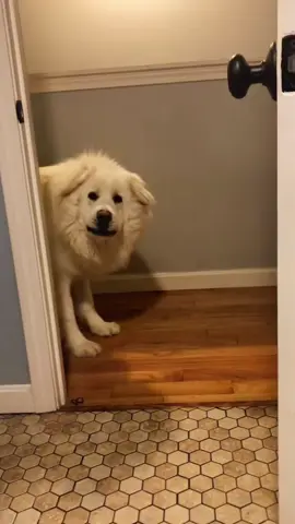 A cute dog that looks like a big white bear #dog#funny#funnyanimals#funnypets#animals    