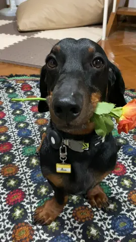 หลงรักคนมีเจ้าของ 🥹🥹 #หมาตลก #sausagedog #หมาไส้กรอก #คลิปหมา #คลิปหมาตลกๆ 