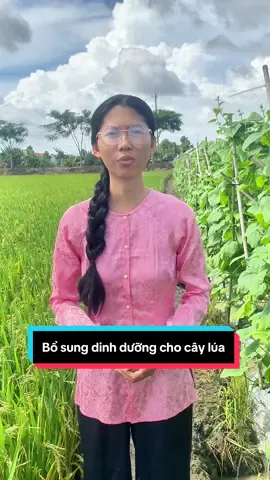 Bổ sung các nguyên tố quan trọng để có 1 vụ mùa bội thu :) #caylua #ourway #fypシ#nongnghiep #kythuatcaylua 
