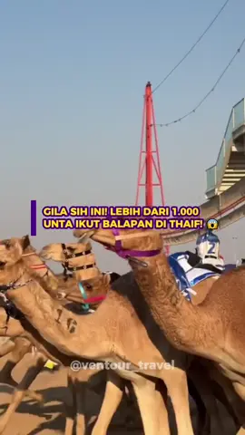 Kepo nggak sih sama festival unta satu ini? #arabsaudi #thaif #umroh #unta #camelfestival