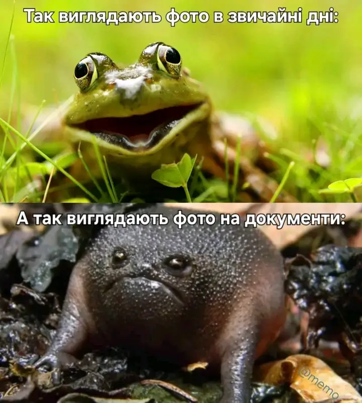 #funnymemes #follow #globalrecommendations #fyppppppppppppppppppppppp #fyyypp 