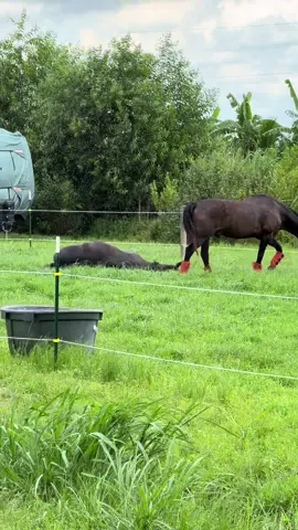 Whiskey & Russell….enjoying their rolls in green grass 🖤#whiskeyblackandco #horses #horsesontiktok #CowboyStyle #horsesoftiktok 