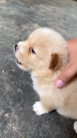 #dog #puppy #cutedog #tiktok #foryou 