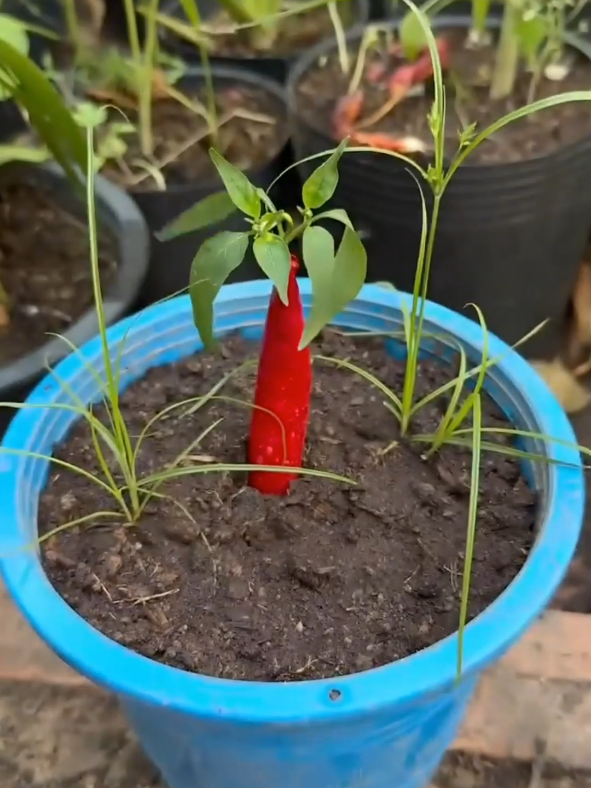 #garden #gardening  #planting #plantgrafting 