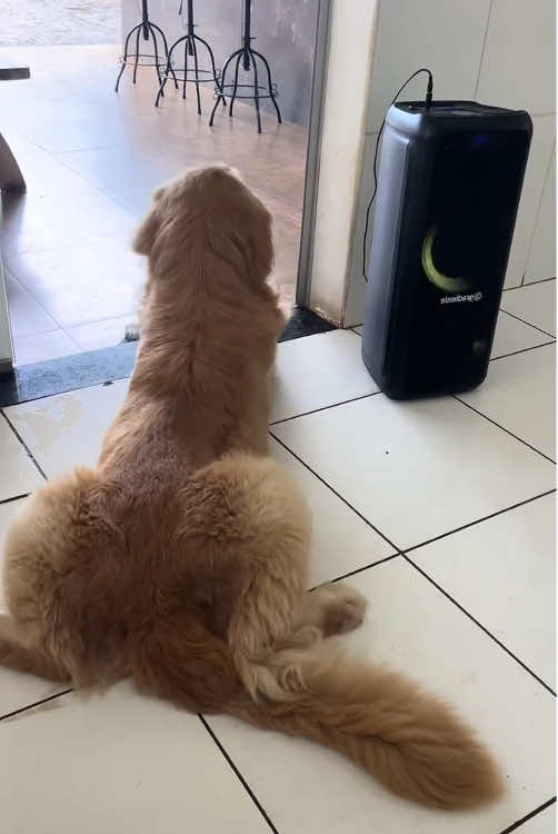 Dog with a strong sense of rhythm.#happydog #foryou 
