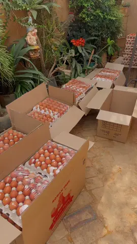 #eggs #pretoriatiktok #pretoria 
