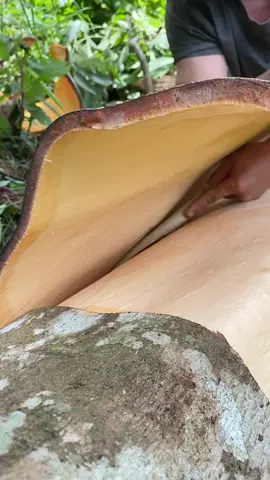 Tóm tắt bóc cây quế 3tạ sẽ như thế nào ? #tontaybac #xuhuong #quế #fyp 