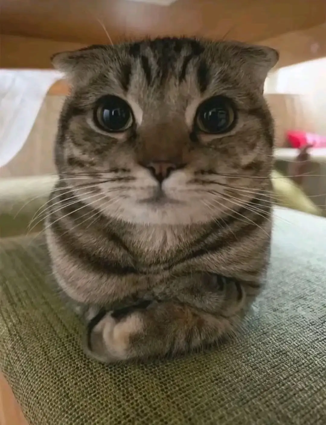 😁😁😁#mangaedit #wifu #animalsoftiktok #animefan #animetok 