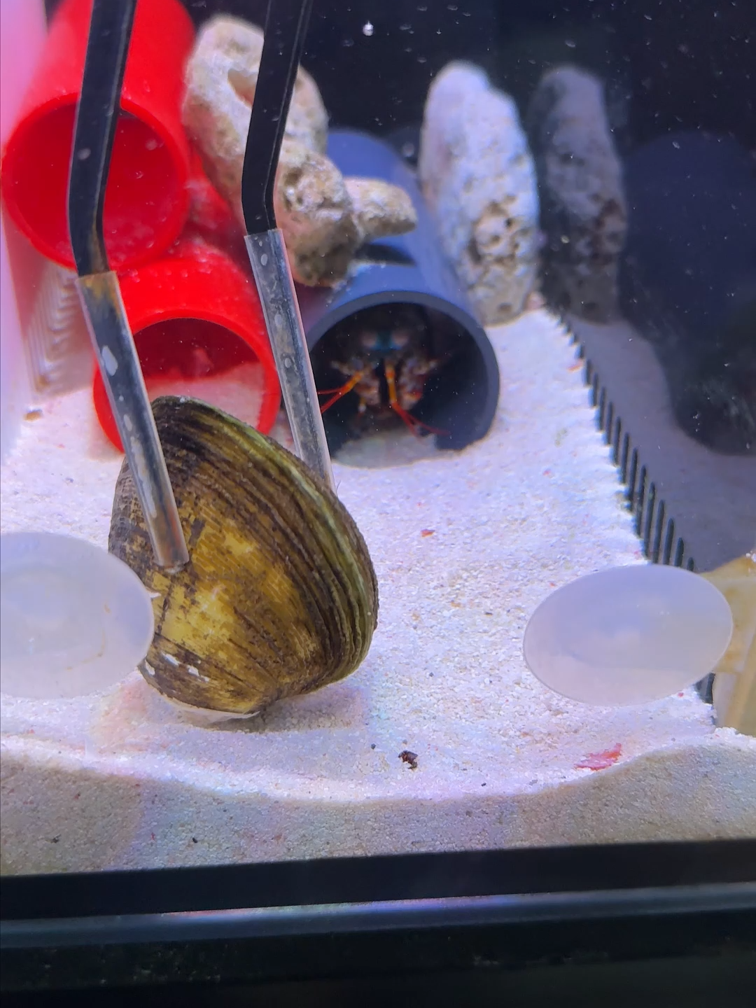 Mantis shrimp feeling bad today