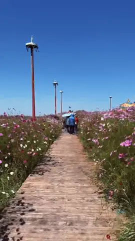 พาชม ทุ่งหญ้าออร์ดอส แห่งมองโกเลียใน🌾🌸  #mongolia #tiktokพาเที่ยว #starlighttravel #เที่ยวไปเรื่อย 