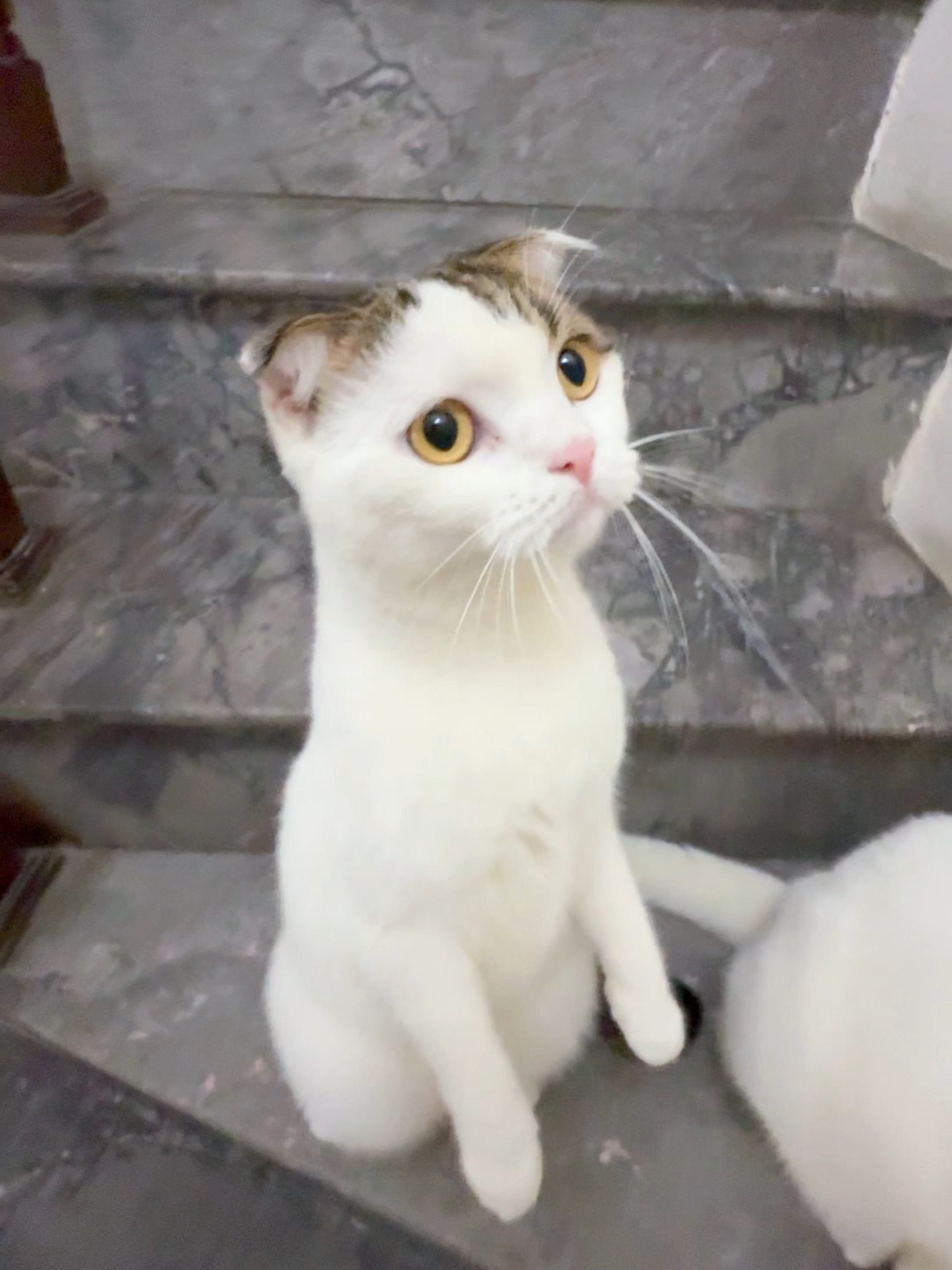 Chuồn thôi chuồn chuồn ơi #maly #malygaugau #malyfamily #vtvcab