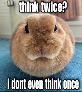 AAAA IM BAKC RAAHAHHAHA #fyp #shitpost #bunny #bunniesoftiktok #voiceacting 