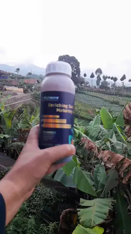 pupuk asam amino highscore untuk tanaman #pupuk #asamamino #highscore #tanaman 