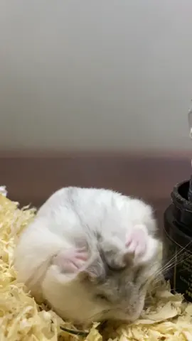 AAAAAAA ĐÁNG YÊU QUÁAAAAAA😭😭😭🌸🌸🌸🌼🌼😍😍😍🥰🥰❤️❤️❤️😘😘😘💕💕💕💕💕♥️♥️♥️😻😻😻💜💜💜 #hamsters #xh #fyp #hamstersoftiktok 