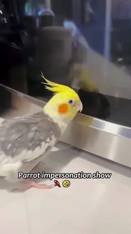Parrot impersonation show🦜🤣#fyp #funny #cute #parrot #viral 