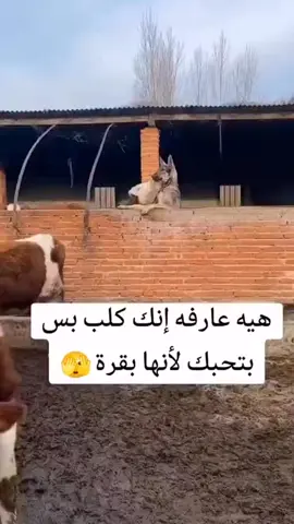 #😅😅😅😅😅😅😅😅😅 #اكسبلور_فولو_لايك_تعليق_متابعه👍 