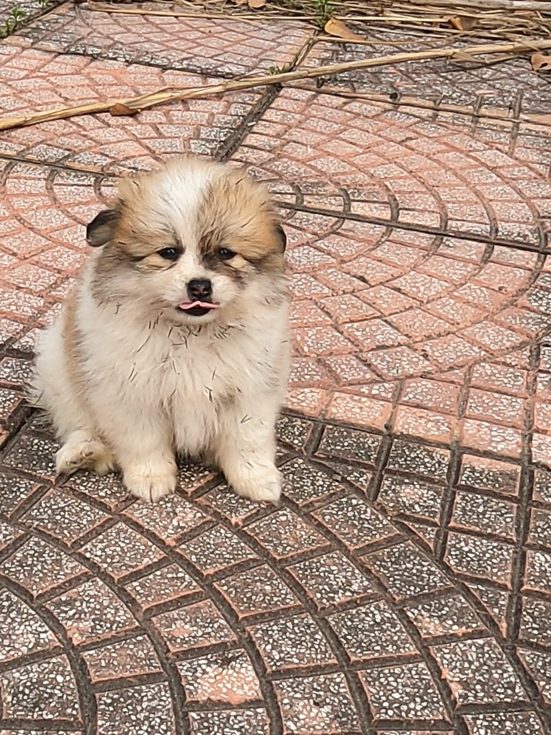 I opened the gate to go out to work, then across the street from my house, I saw a small dog wandering around there, but there was no one around, so I brought him inside to raise.