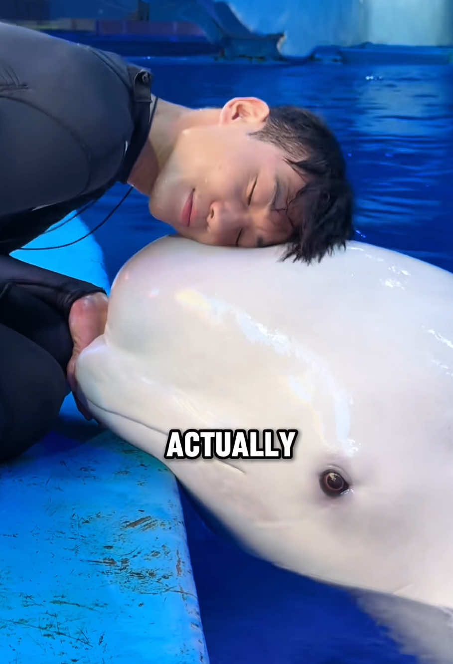 The Secret Behind a Beluga’s Squishy Forehead #tiktok #amazing #animal #fyp #beluga 