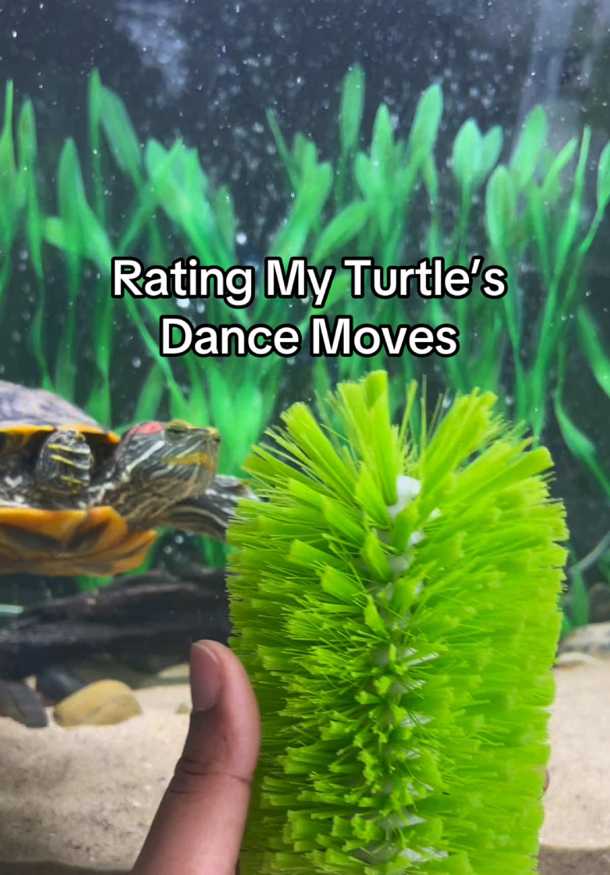 My pet turtle got some moves! 🤣 Which one was your favorite? #petturtle #mypets #turtletank #dancingpets