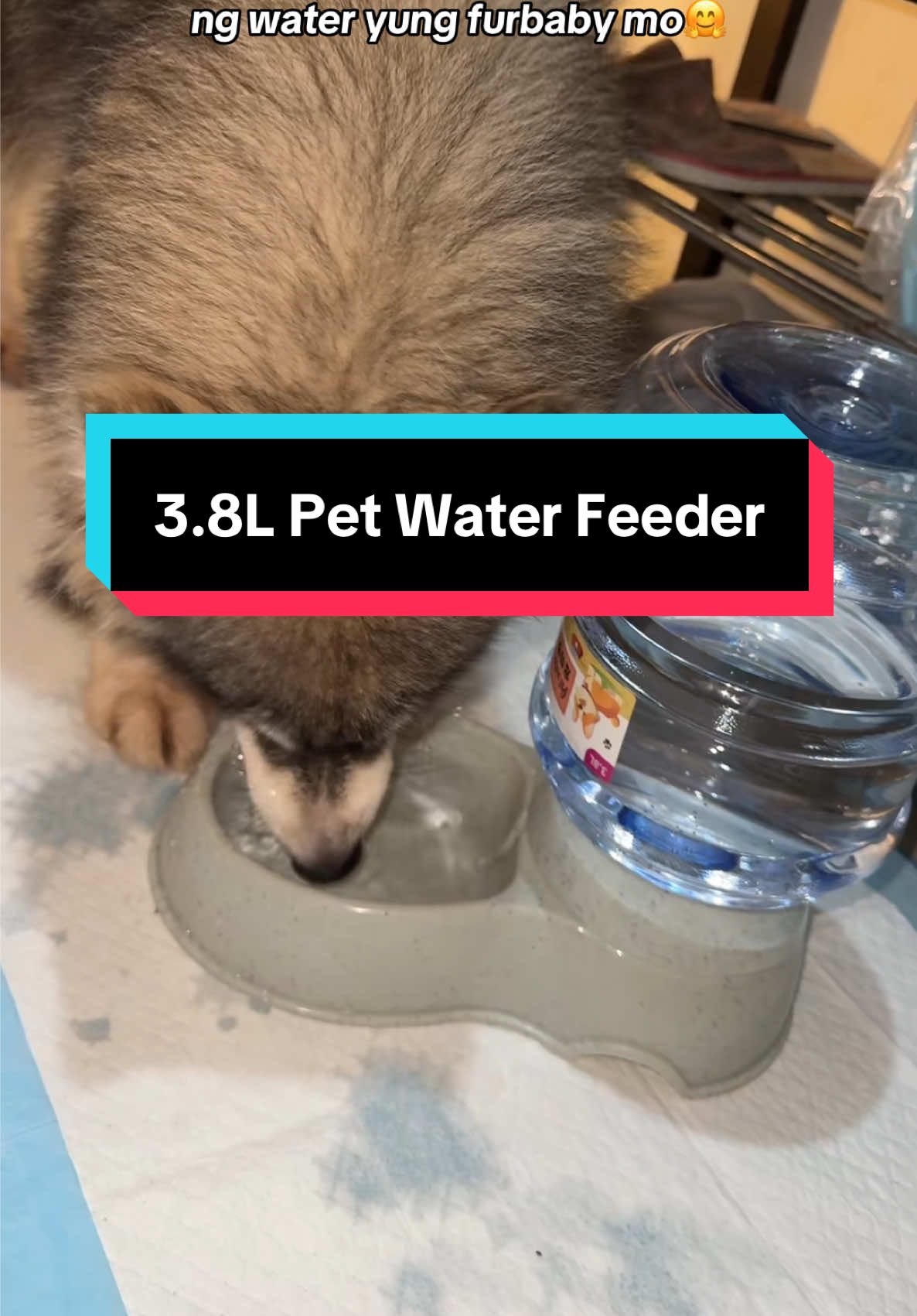 Buti nalang 3.8L na tong Water Feeder na to, hndi na magwoworry kung baka ubos na water nila, matagal tagal na bago mag refill #waterfeeder #petwaterfeeder #dogwaterfeeder #petwaterdispenser #waterdispenser 