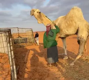 علّال ، بعير الأمير سلطان بن تركي  ‏ ‏المنافس الشرس لبدران الموسى و نايل النهدي